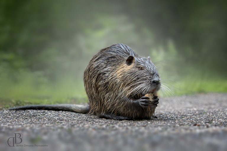 Read more about the article Wildlife Fotografie – Nutria in der Pfalz