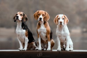 Read more about the article Die Beagles sind los