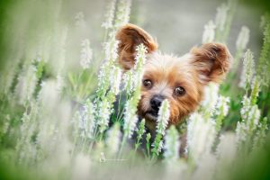 Read more about the article Myco – der kleine Yorkshire Terrier