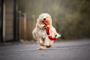 Die besten Objektive für Tier- und Hundefotografie