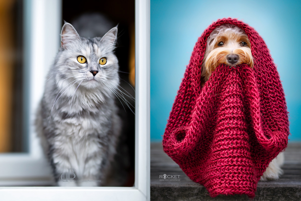 Mehr über den Artikel erfahren Hund vs. Katze