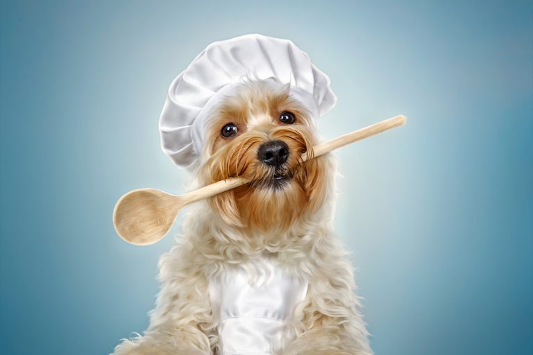 Read more about the article Kochen für Hunde – so machst du dein Hundefutter selbst