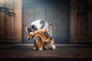 “Coming Home” Fotowalk mit Hunden in Heppenheim